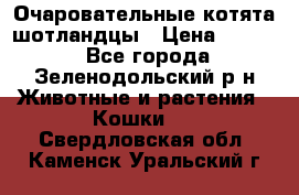 Очаровательные котята шотландцы › Цена ­ 2 000 - Все города, Зеленодольский р-н Животные и растения » Кошки   . Свердловская обл.,Каменск-Уральский г.